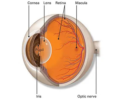 Visual Representation of an Eye Anatomy | Macular Degeneration