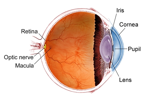 Venice Retina | Eye Anatomy