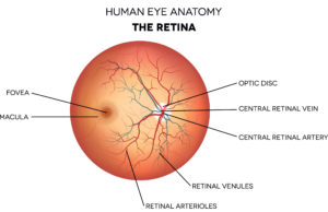 Human Eye Anatomy | Retina Eye Diagram